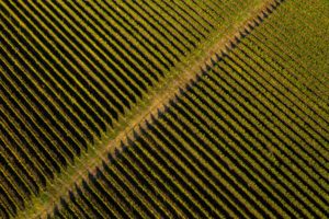 Aerial drone view of vineyard in late afternoon lights