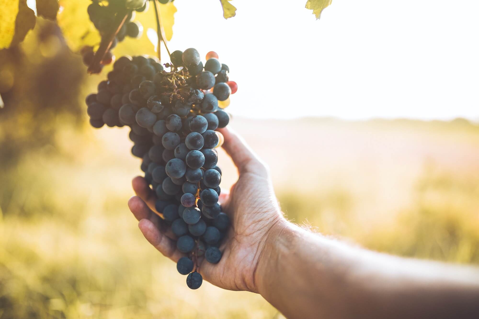 Hand touches the grapes for the harvest