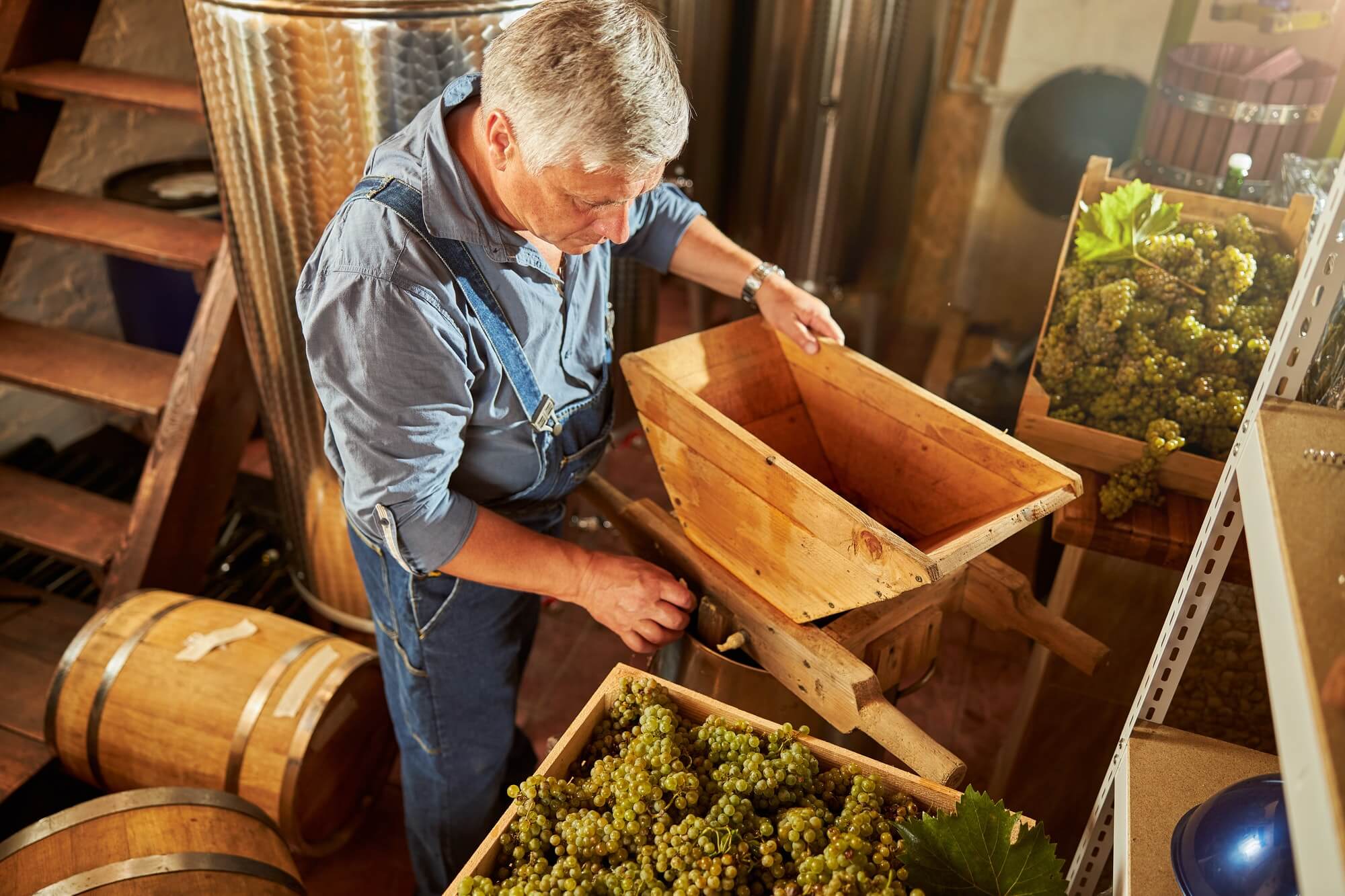 Senior winemaker getting a grape crusher ready