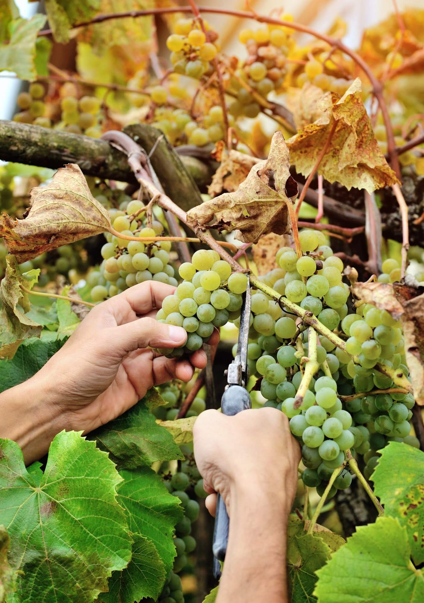 Farmers hands holding and cutting white grape from the vines dur